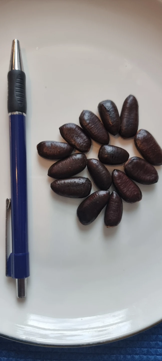 Pawpaw/Canada mango seeds - photo 2