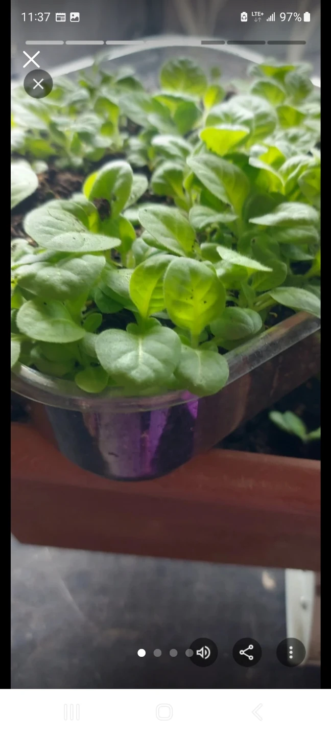 Tobbako seedlings.. Deer won't eat gorgeous plant