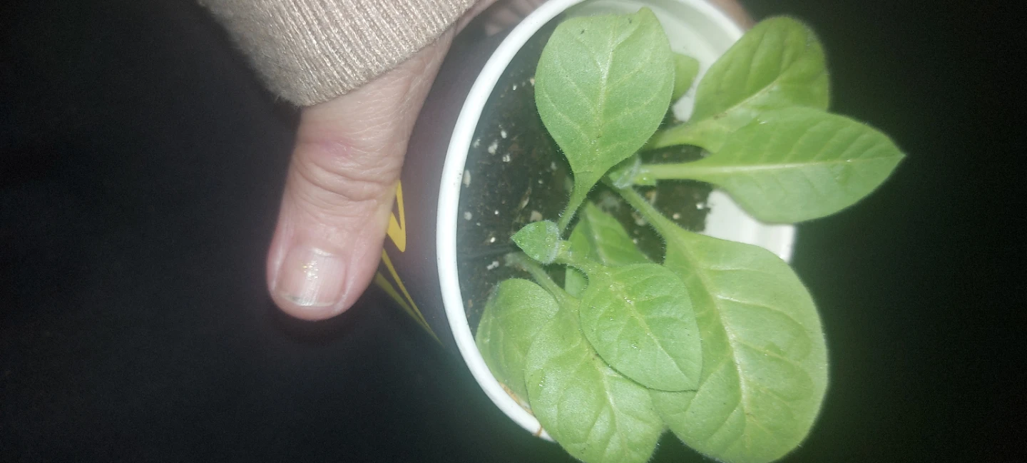 Tobbako seedlings.. Deer won't eat gorgeous plant - photo 2