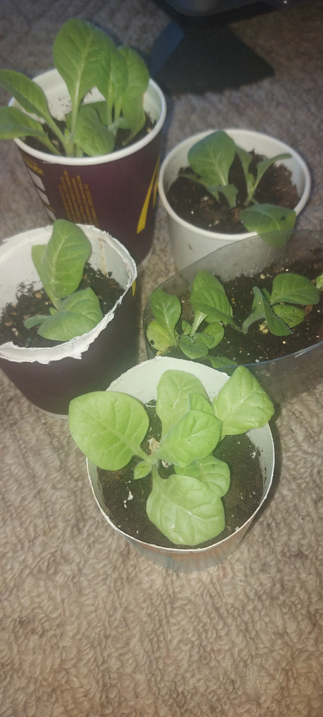 Tobbako seedlings.. Deer won't eat gorgeous plant - photo 3