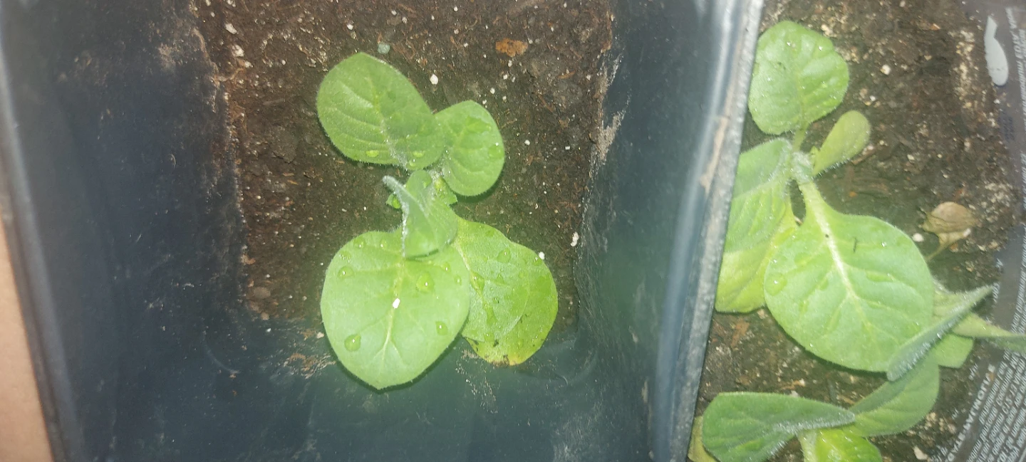 Tobbako seedlings.. Deer won't eat gorgeous plant - photo 4