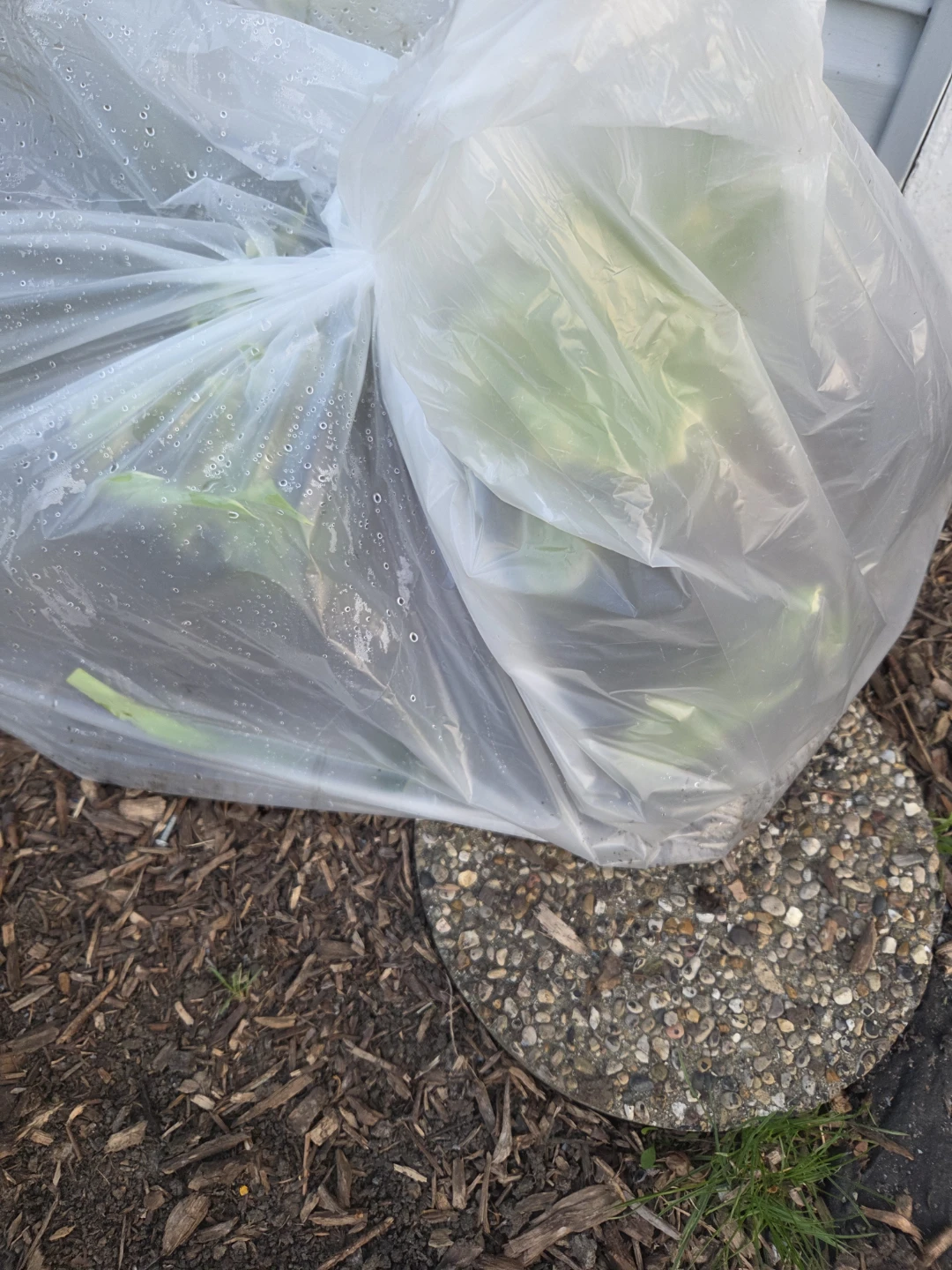 Plants for free
