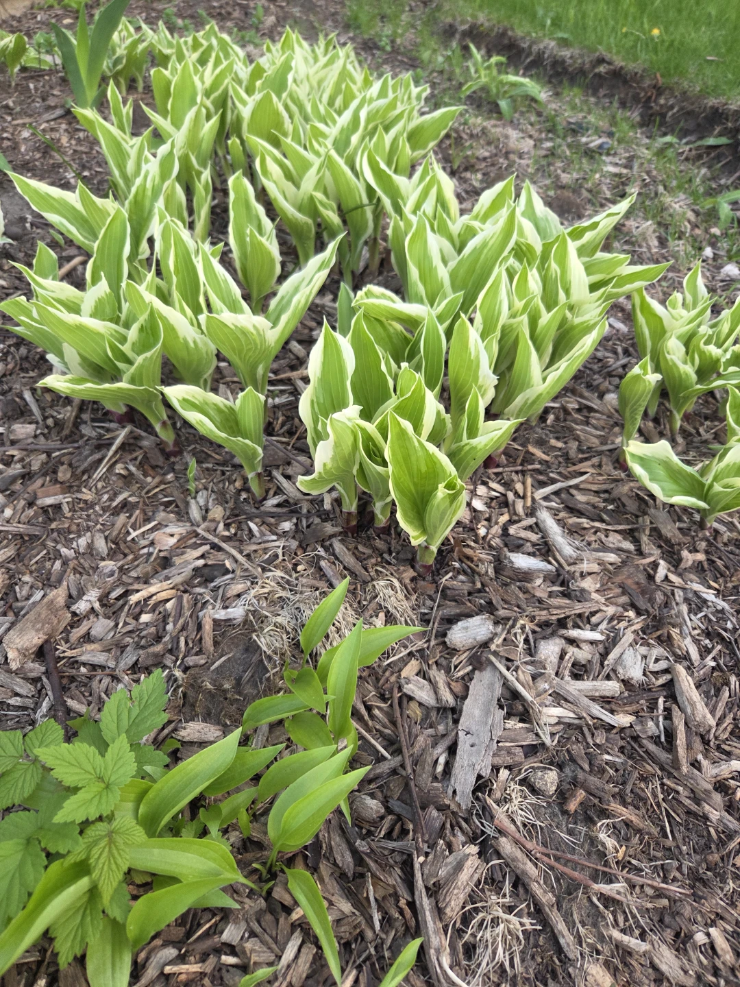 Plants for free - photo 3