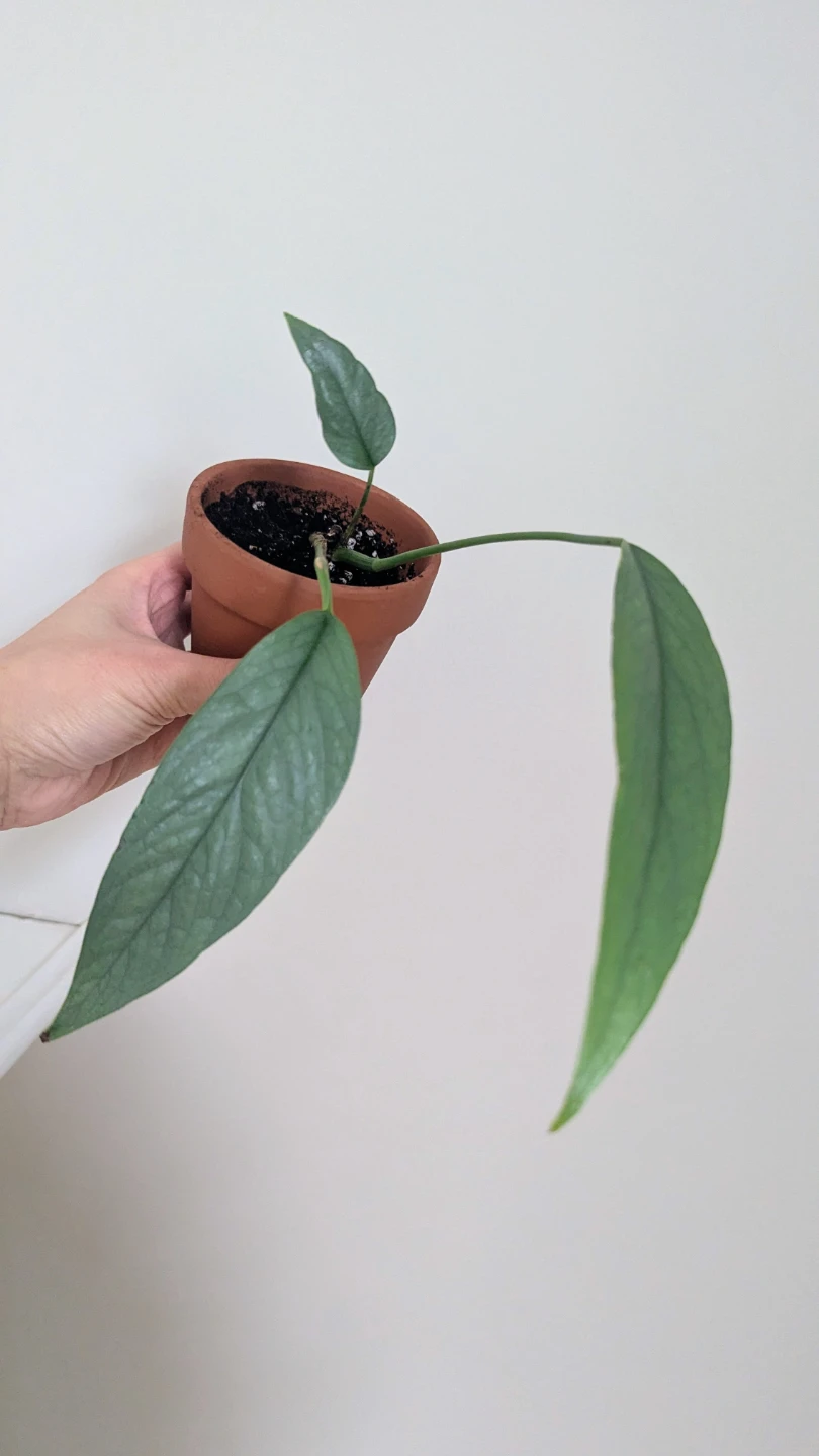 Cebu Blue Pothos Plant in Terracotta Pot