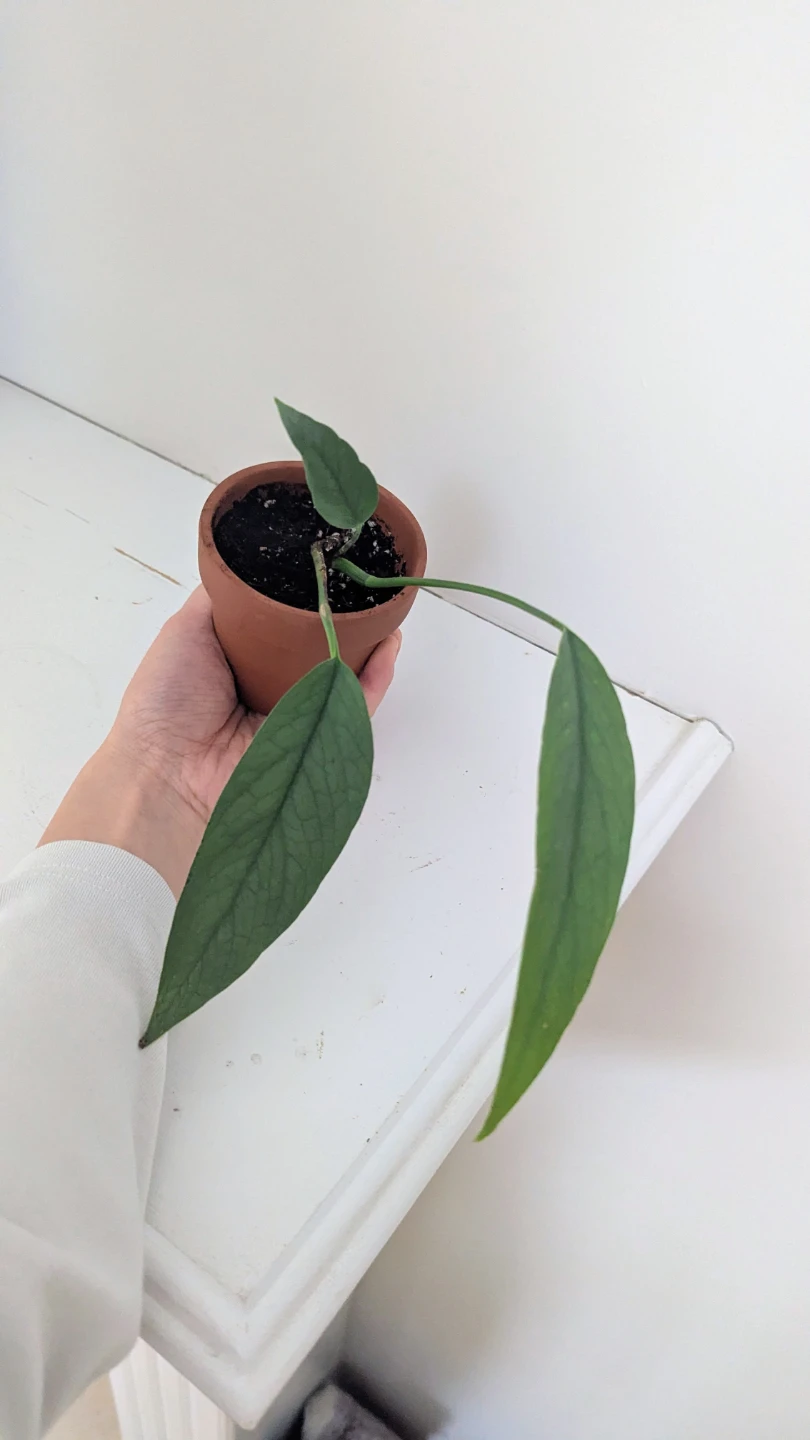 Cebu Blue Pothos Plant in Terracotta Pot - photo 2