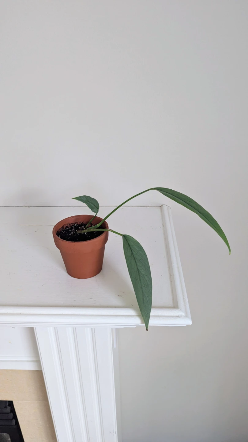 Cebu Blue Pothos Plant in Terracotta Pot - photo 3