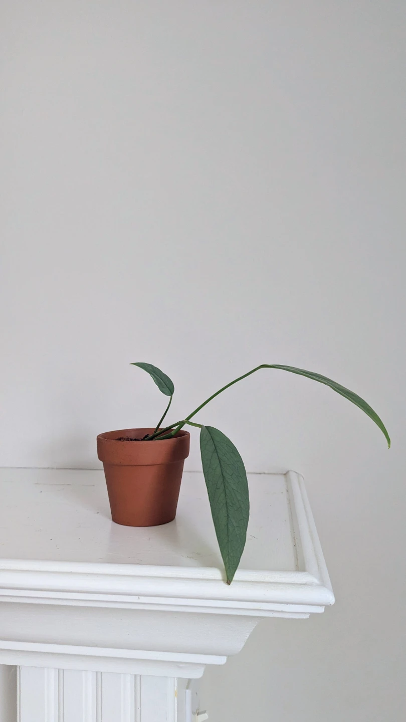 Cebu Blue Pothos Plant in Terracotta Pot - photo 4
