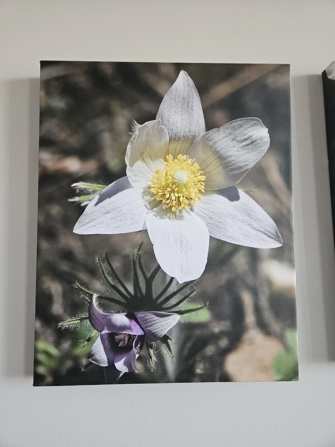 Crocus Flower Fine Art Print - Spring Flower Canvas Print