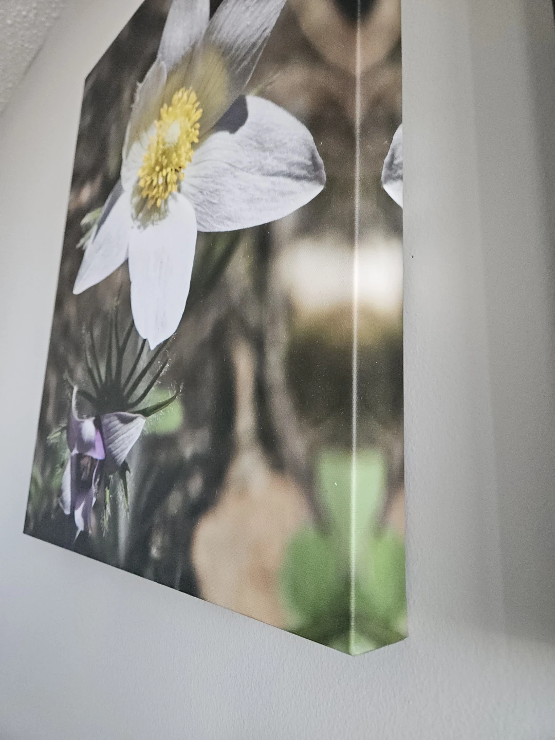 Crocus Flower Fine Art Print - Spring Flower Canvas Print - photo 2