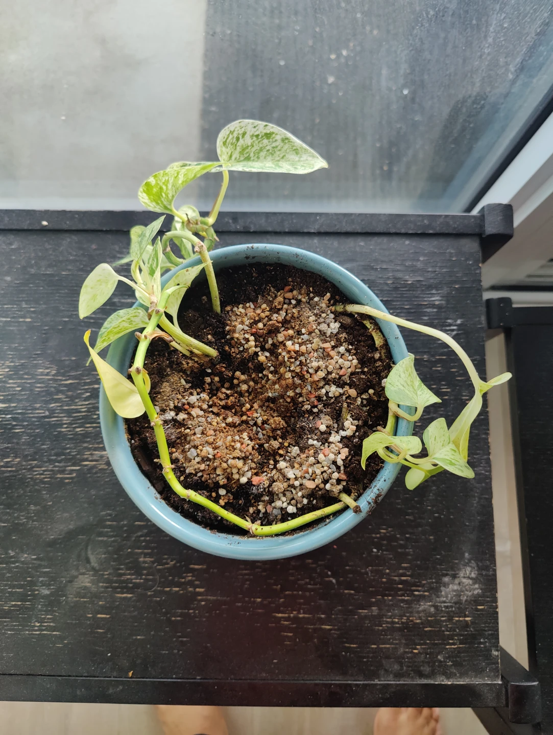 Pothos Plant in Blue Pot