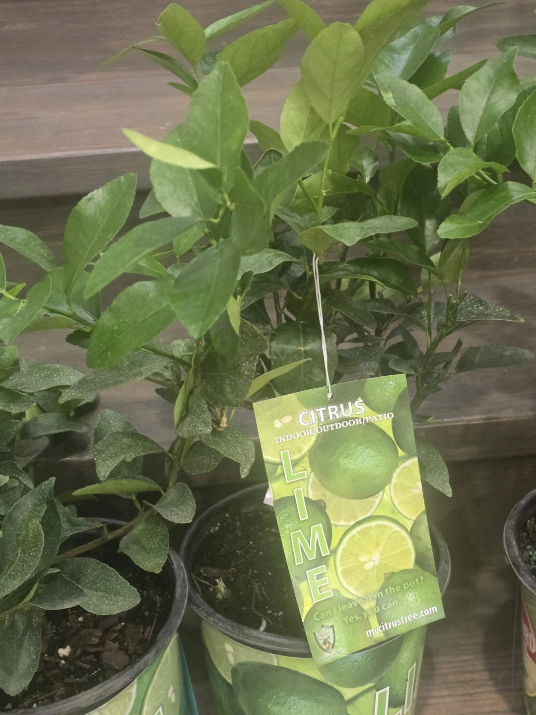 Lime Tree Plant - photo 5