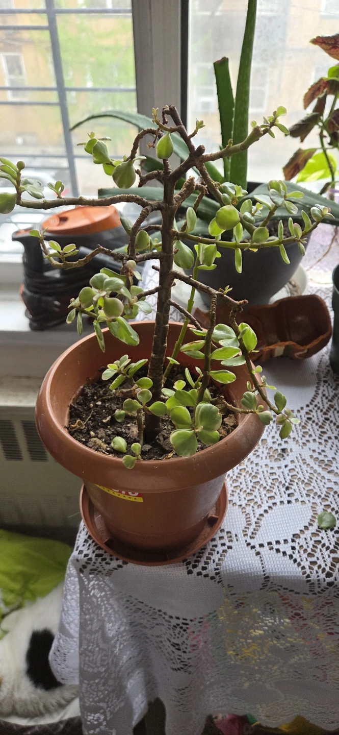 Jade Plant, potted 🌱