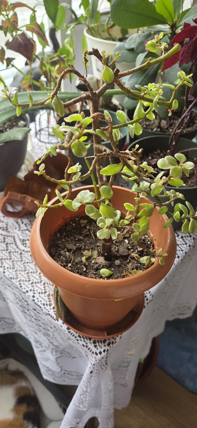Jade Plant, potted 🌱 - photo 2