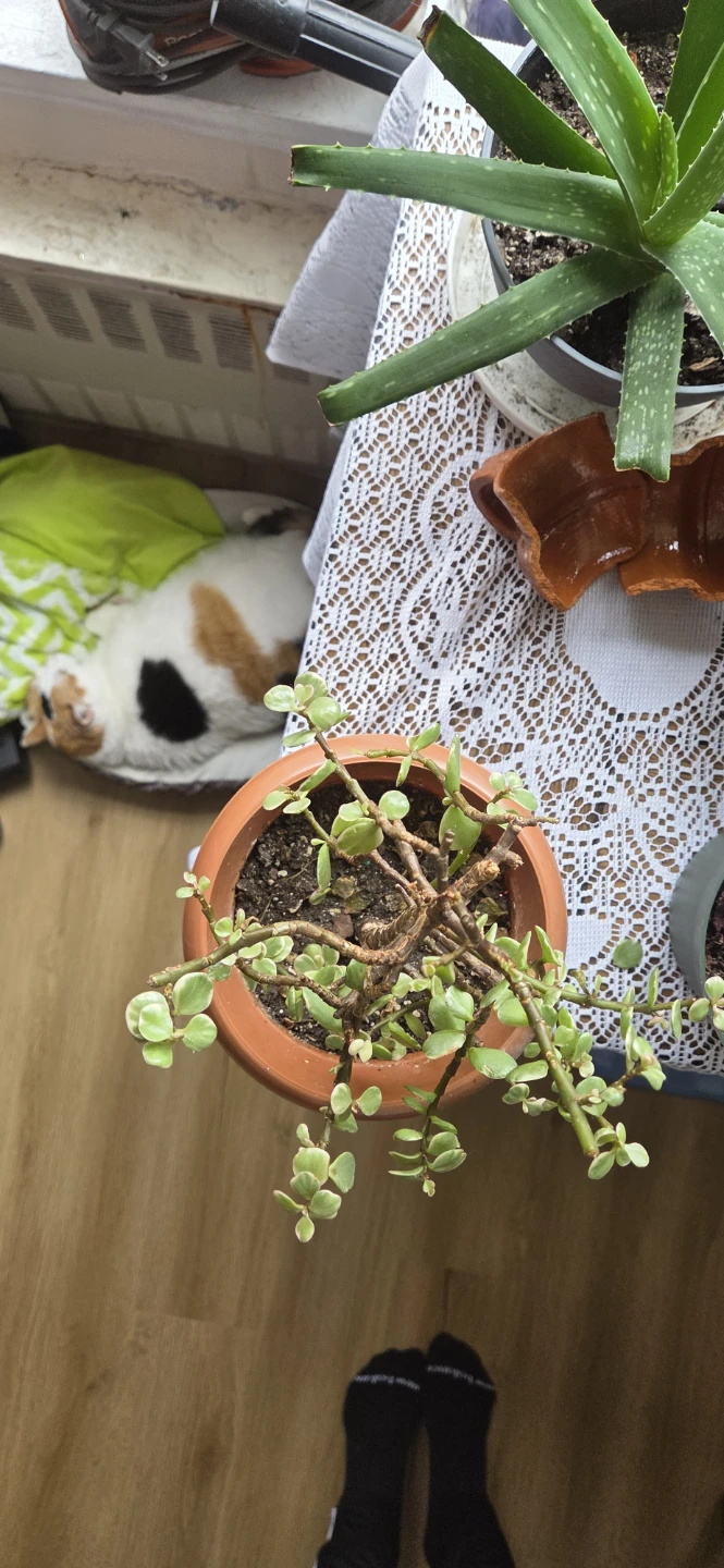 Jade Plant, potted 🌱 - photo 3