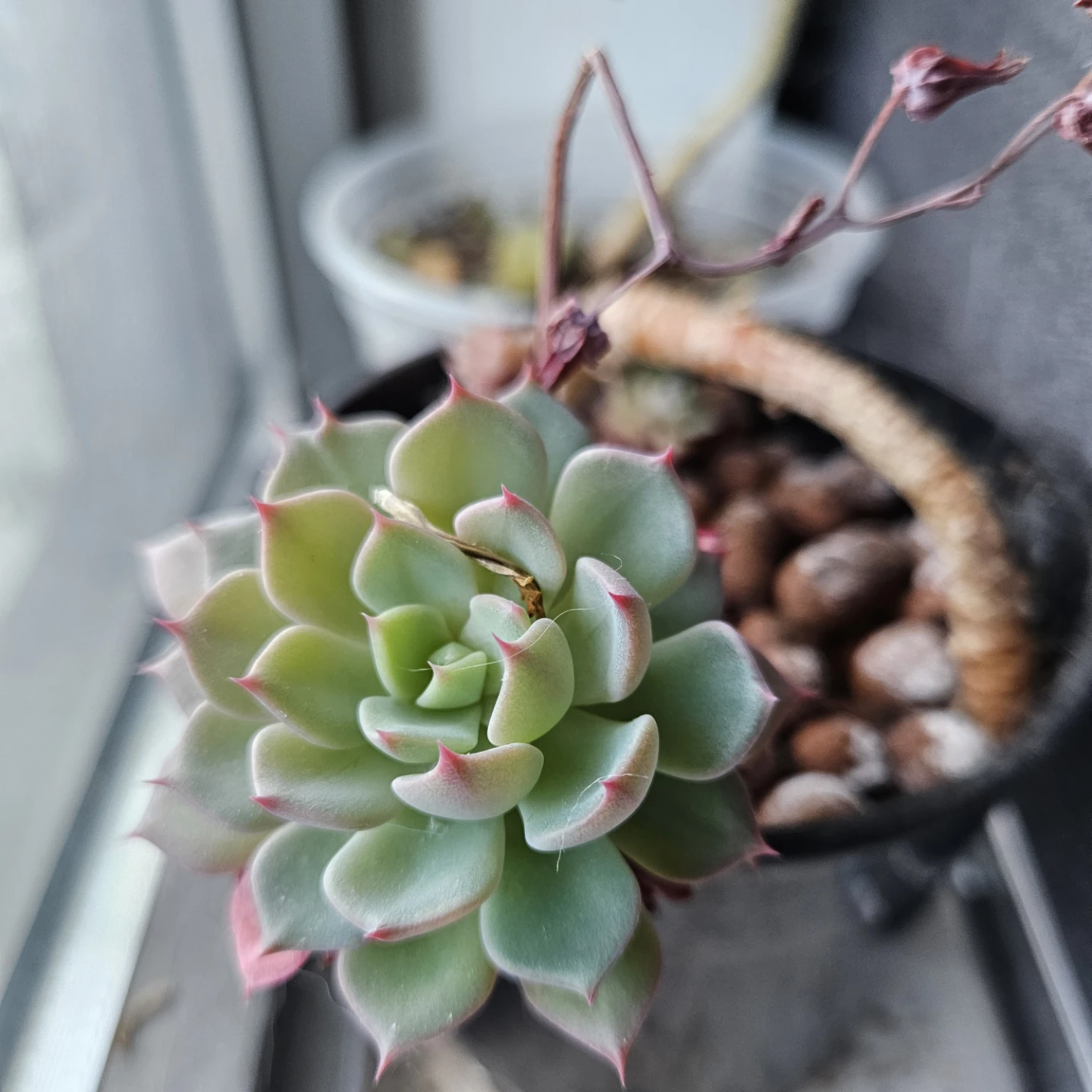 Succulent! Echeveria