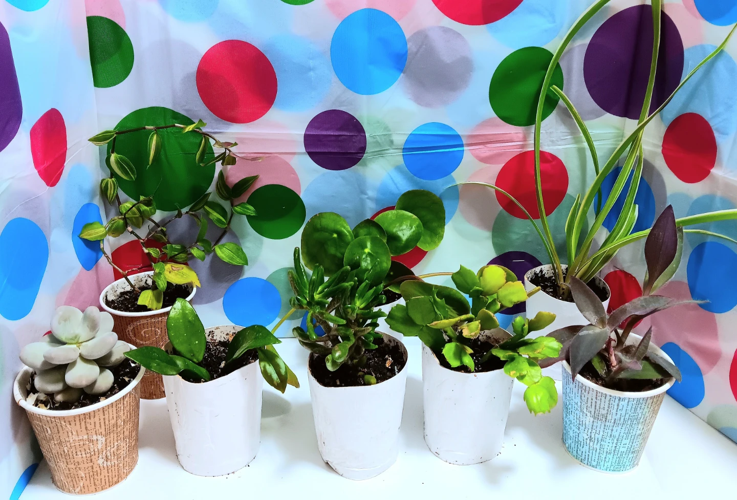 🪴Varieties House Plants Lot Bundle Set of 8🪴