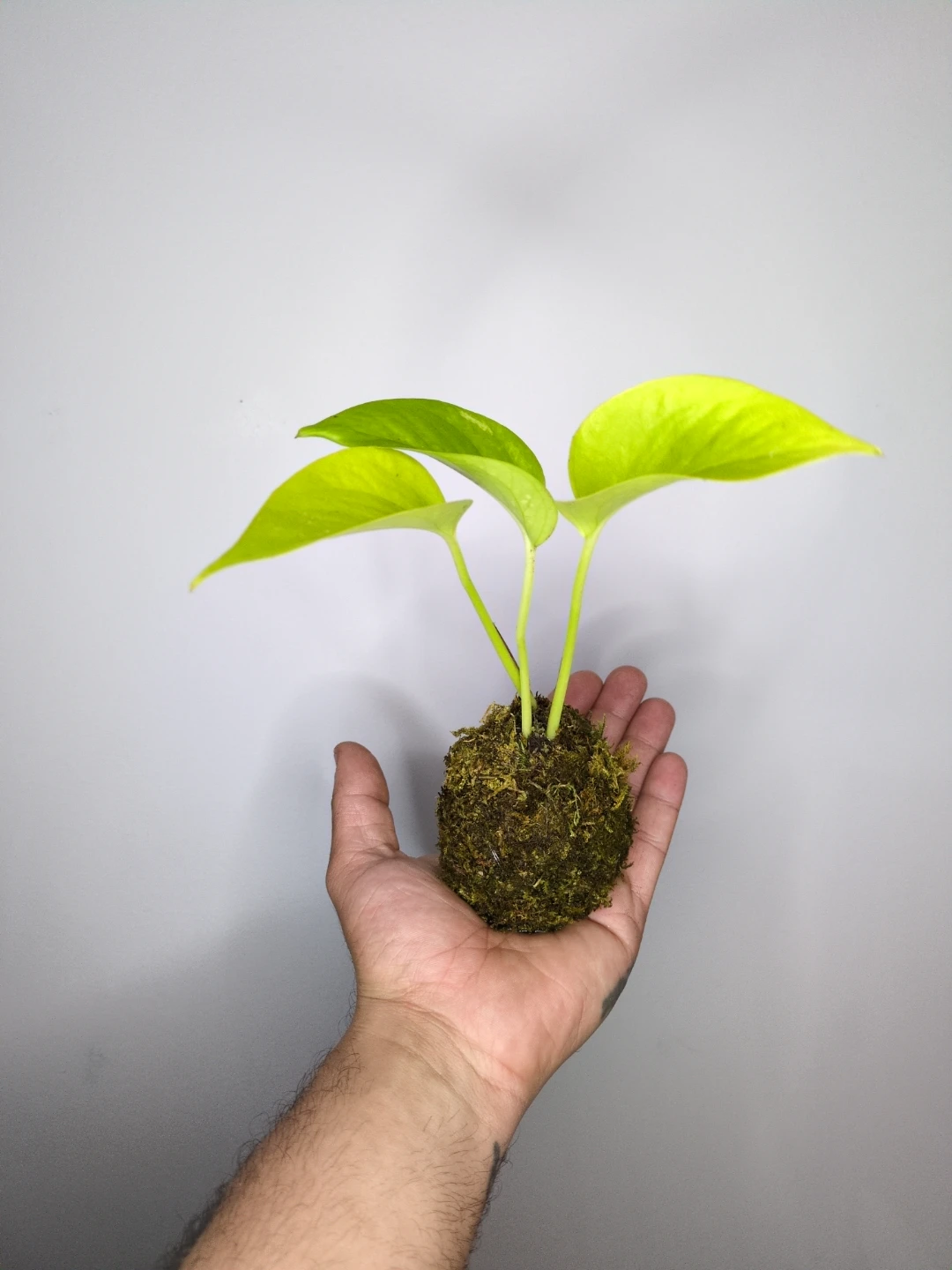 Lemon Pothos Kokedama Plant - photo 2