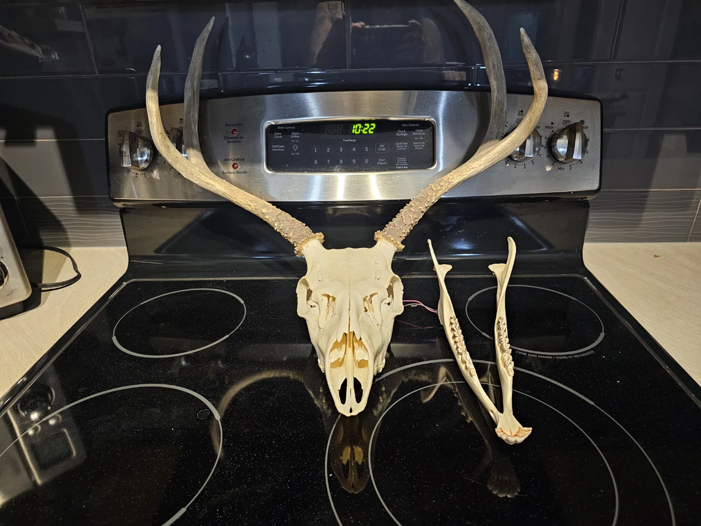 Deer Skull and Jaw with Antlers