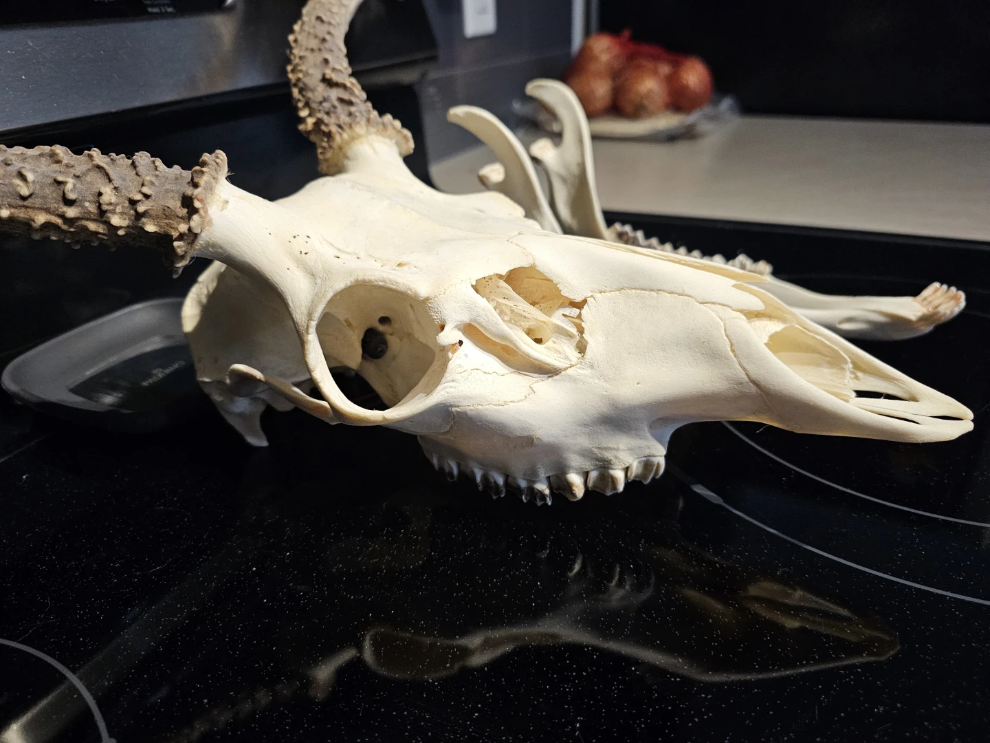 Deer Skull and Jaw with Antlers - photo 2