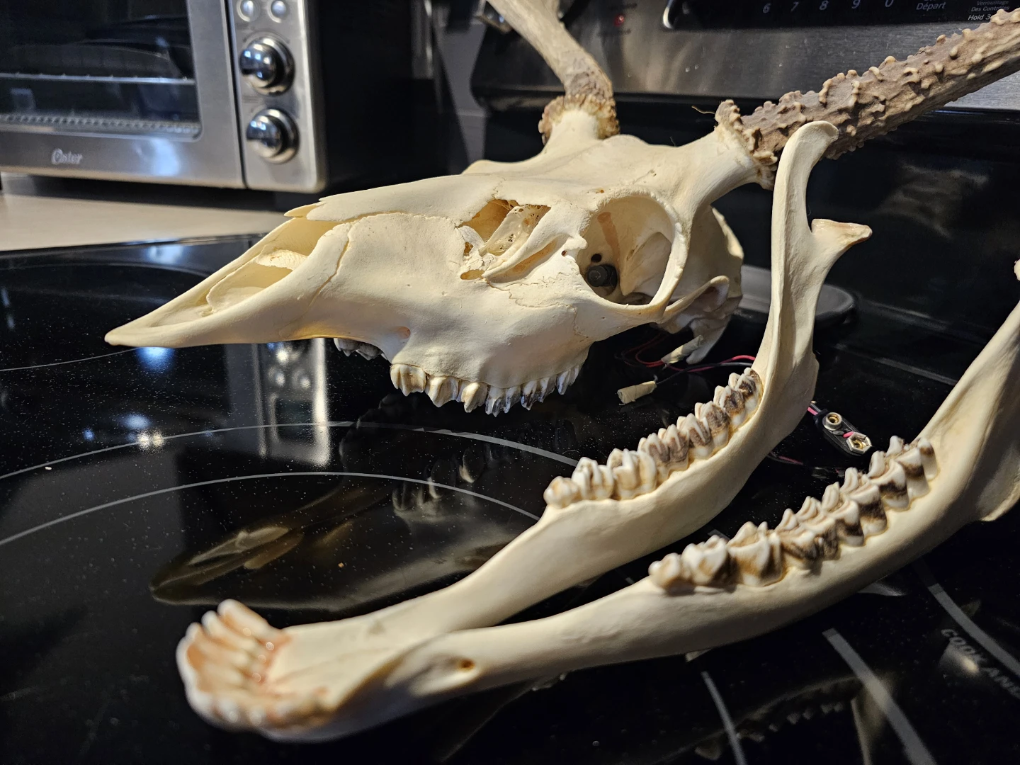 Deer Skull and Jaw with Antlers - photo 3