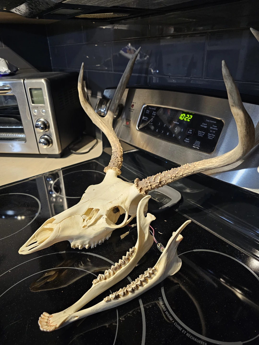 Deer Skull and Jaw with Antlers - photo 4