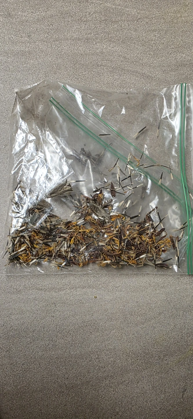 Marigold seeds - photo 2