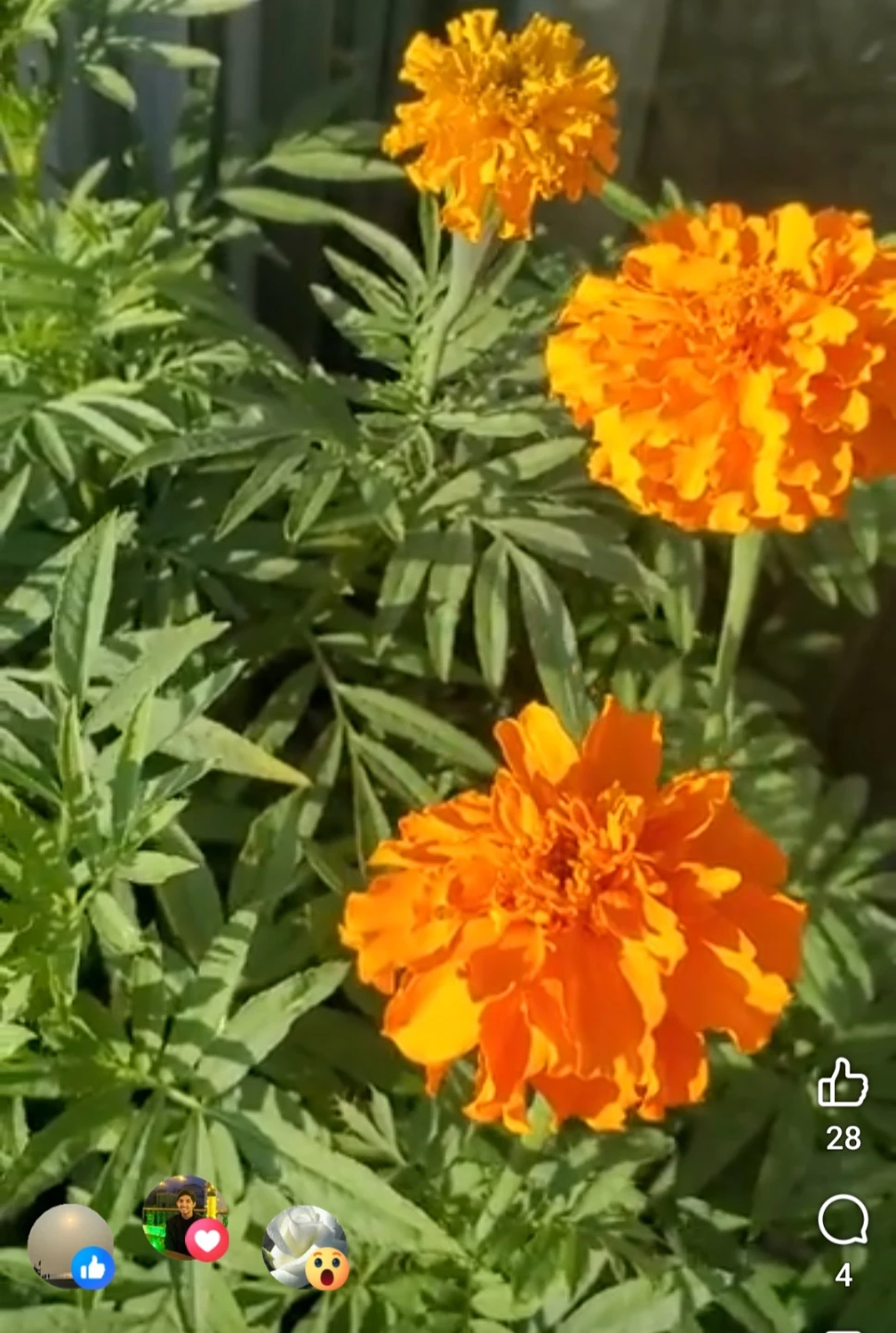 Marigold seeds - photo 3