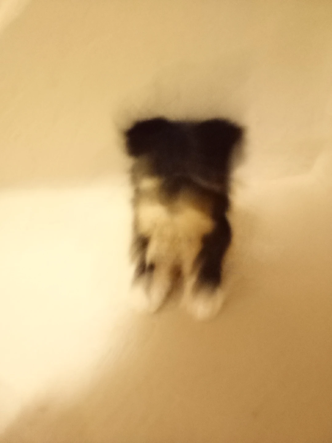 Plush dog toy - photo 2