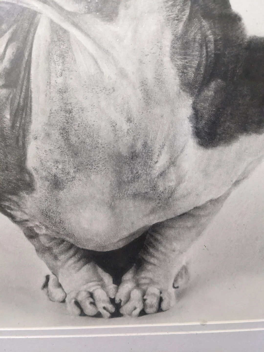 Framed Original Pencil Drawing of a Sphynx Cat by Lisandro Peña - photo 4