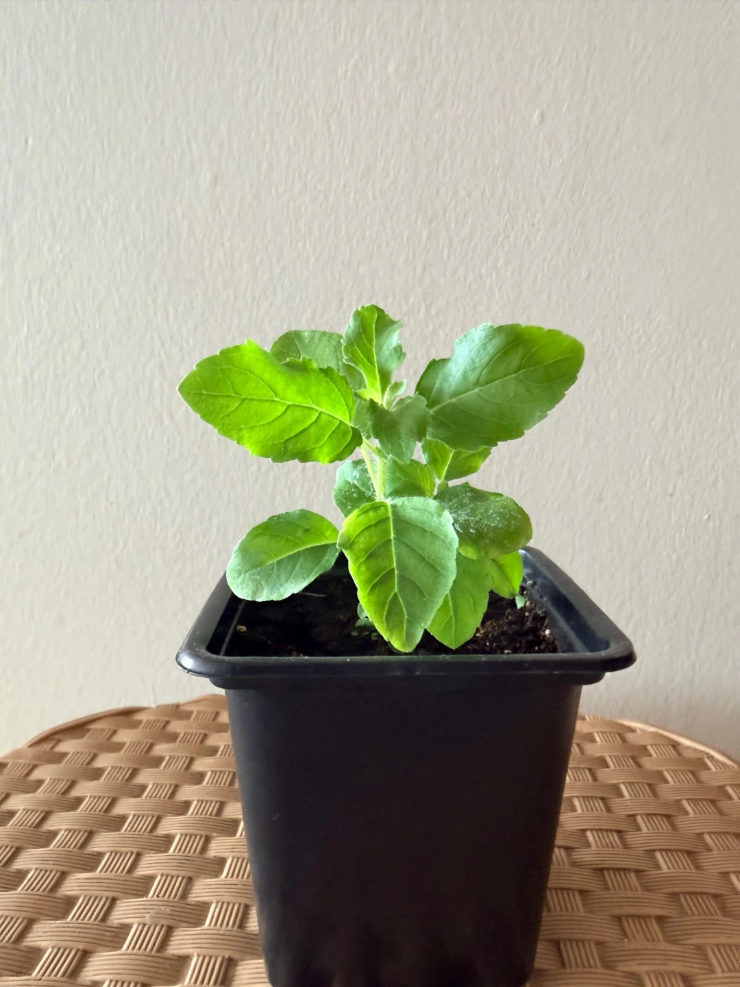🌱Holy Basil (Tulsi) Saplings