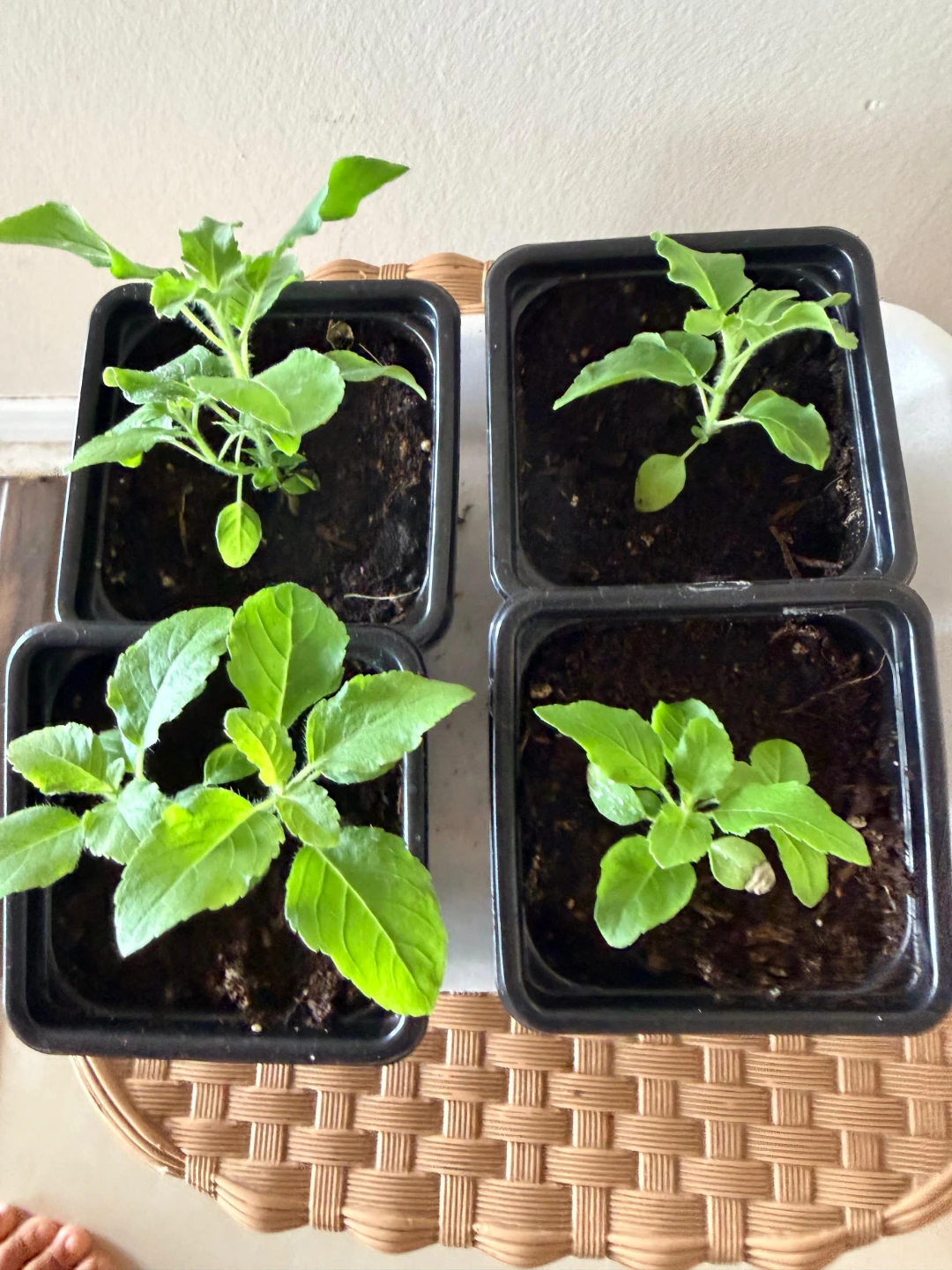 🌱Holy Basil (Tulsi) Saplings - photo 3