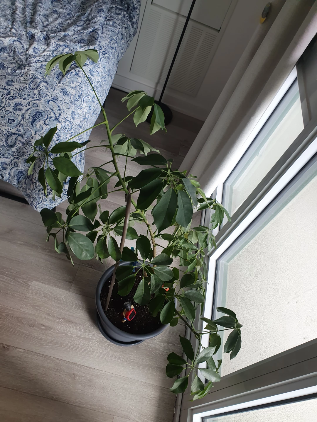 House plant - photo 2