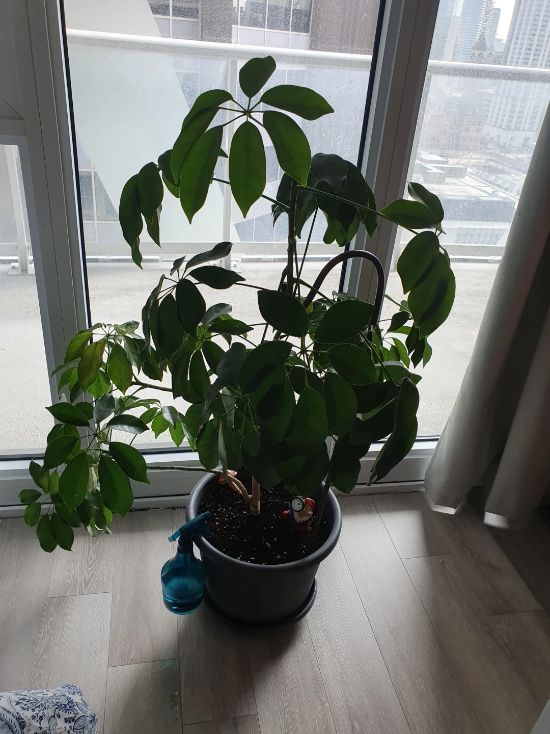 House plant - photo 4