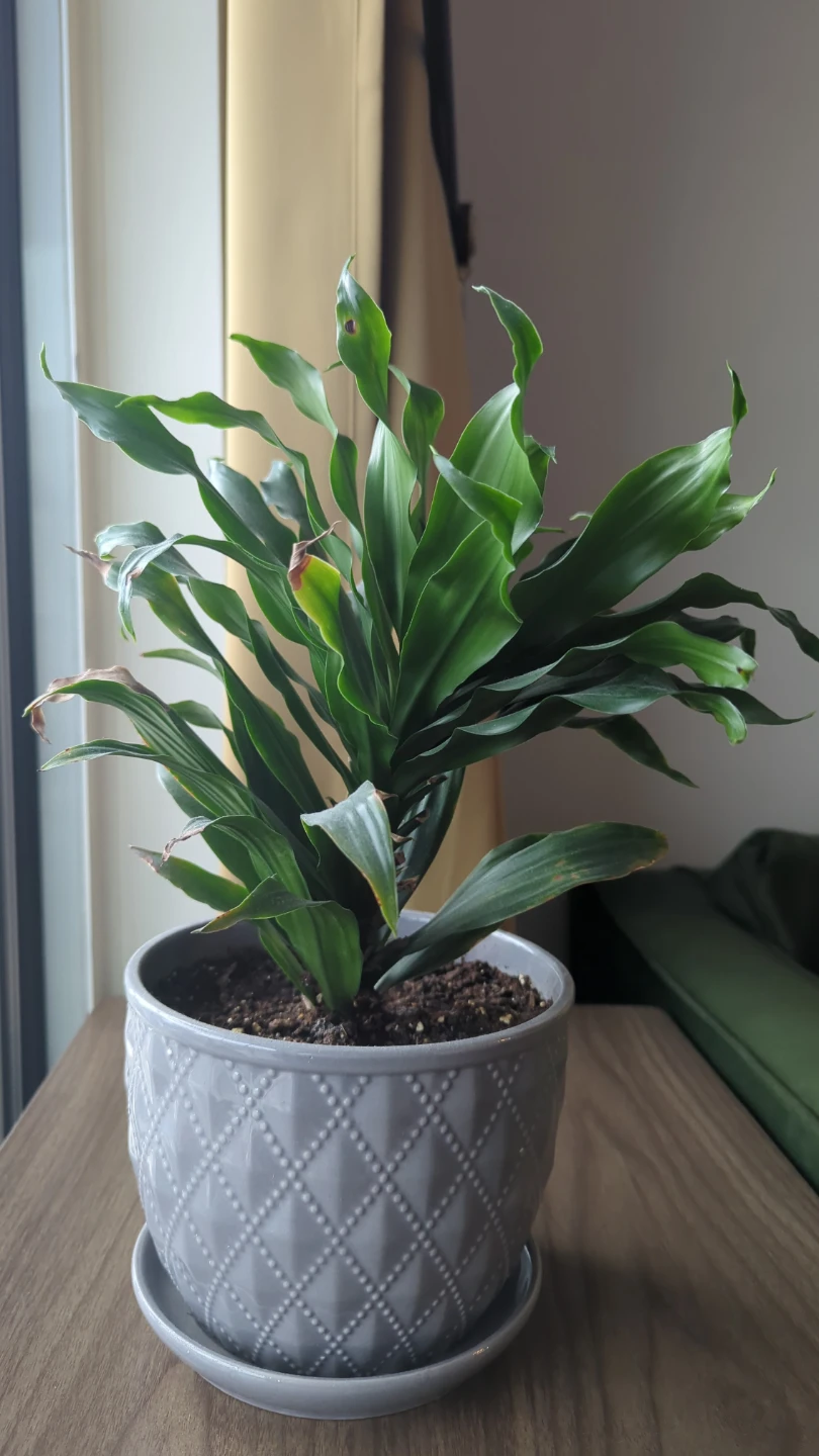 Dracaena Plant in Decorative Grey Pot