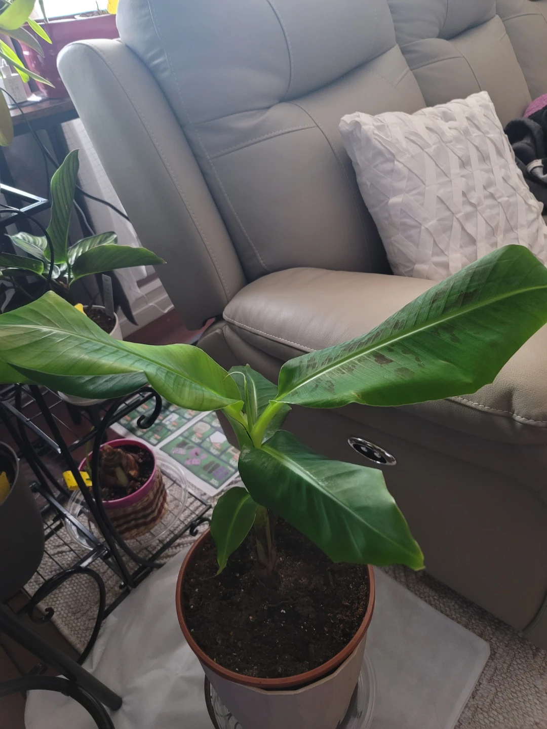 Potted Banana Plant - photo 2