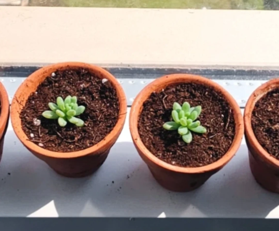 Baby succulents with pots