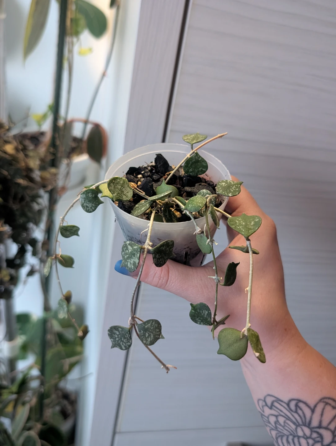 Hoya plants - photo 3