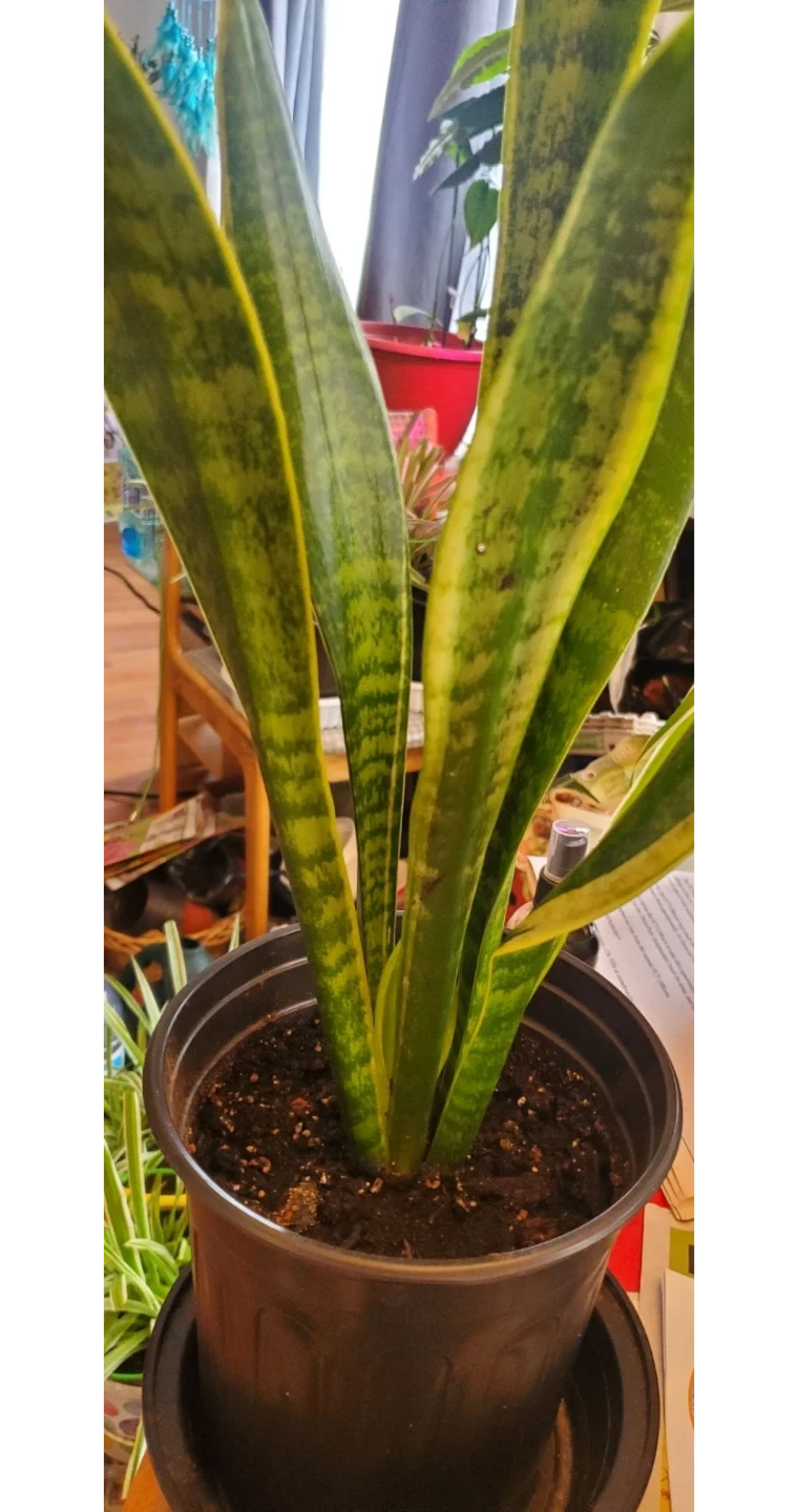 Snake Plant - photo 2