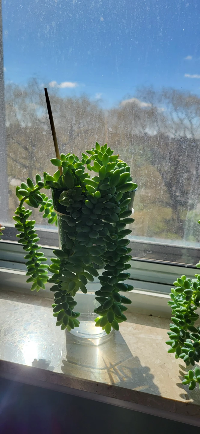 Burro's Tail succulent