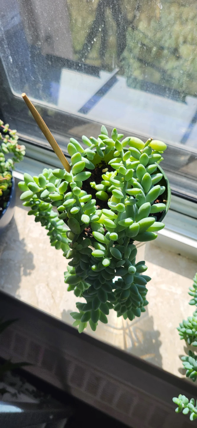 Burro's Tail succulent - photo 2