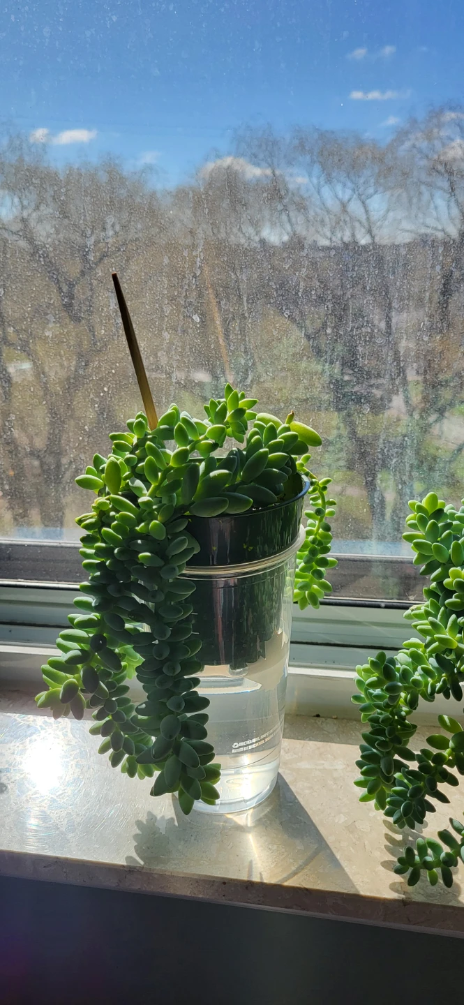 Burro's Tail succulent - photo 3