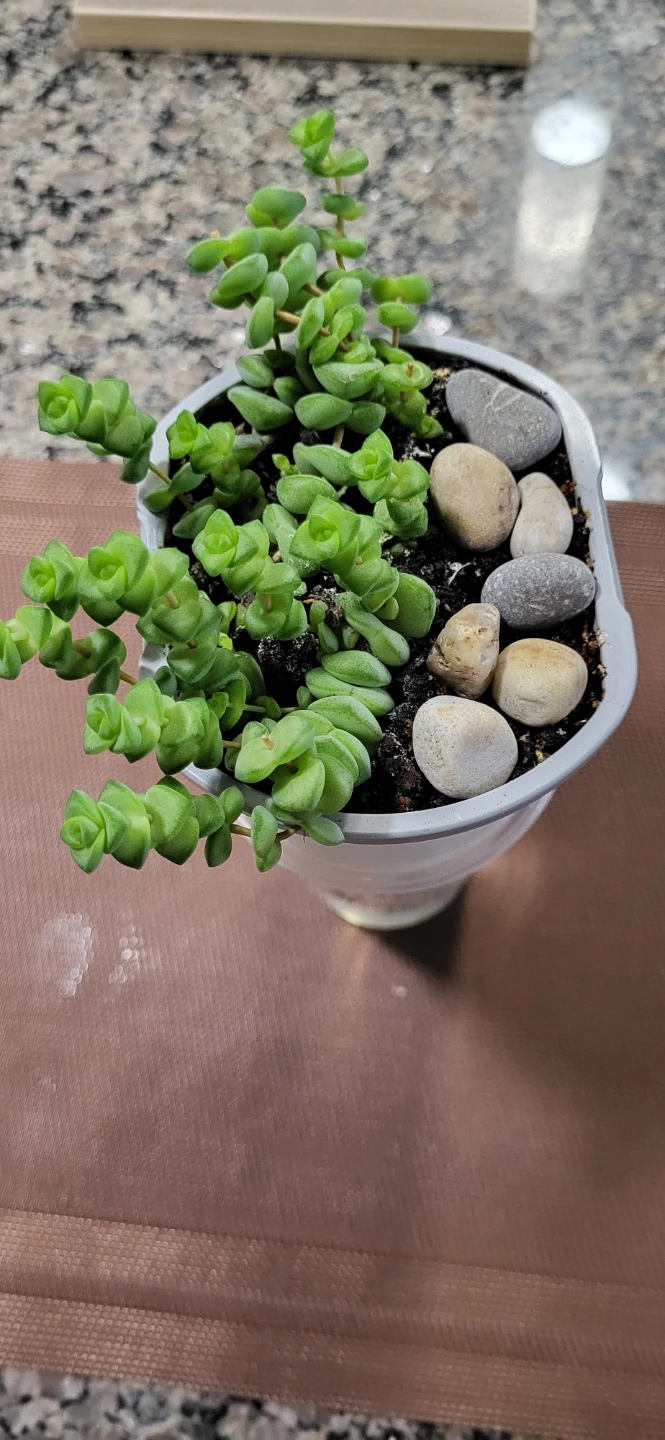 Crassula perforata