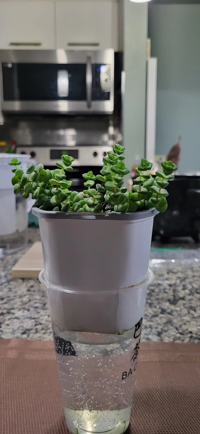 Crassula perforata - photo 2