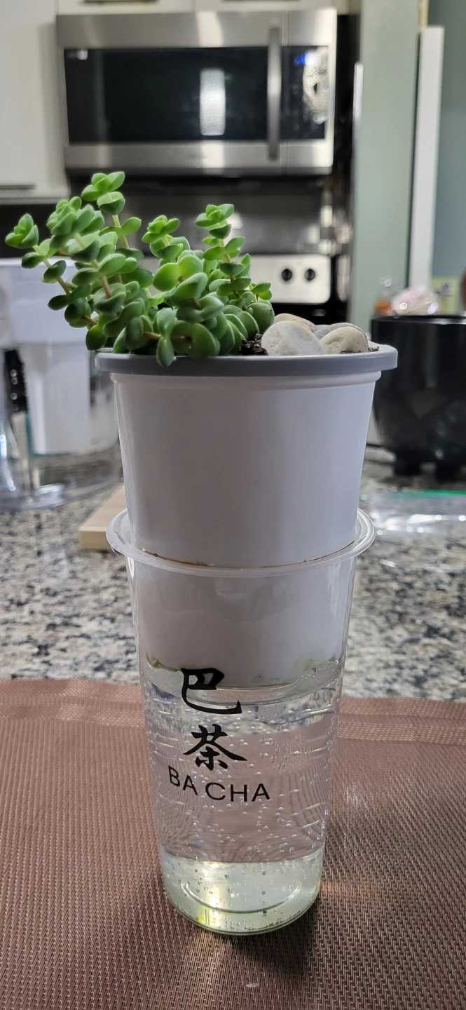 Crassula perforata - photo 3