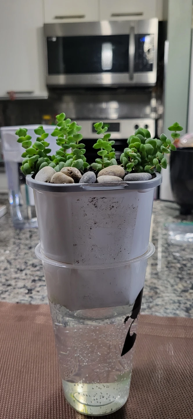 Crassula perforata - photo 5