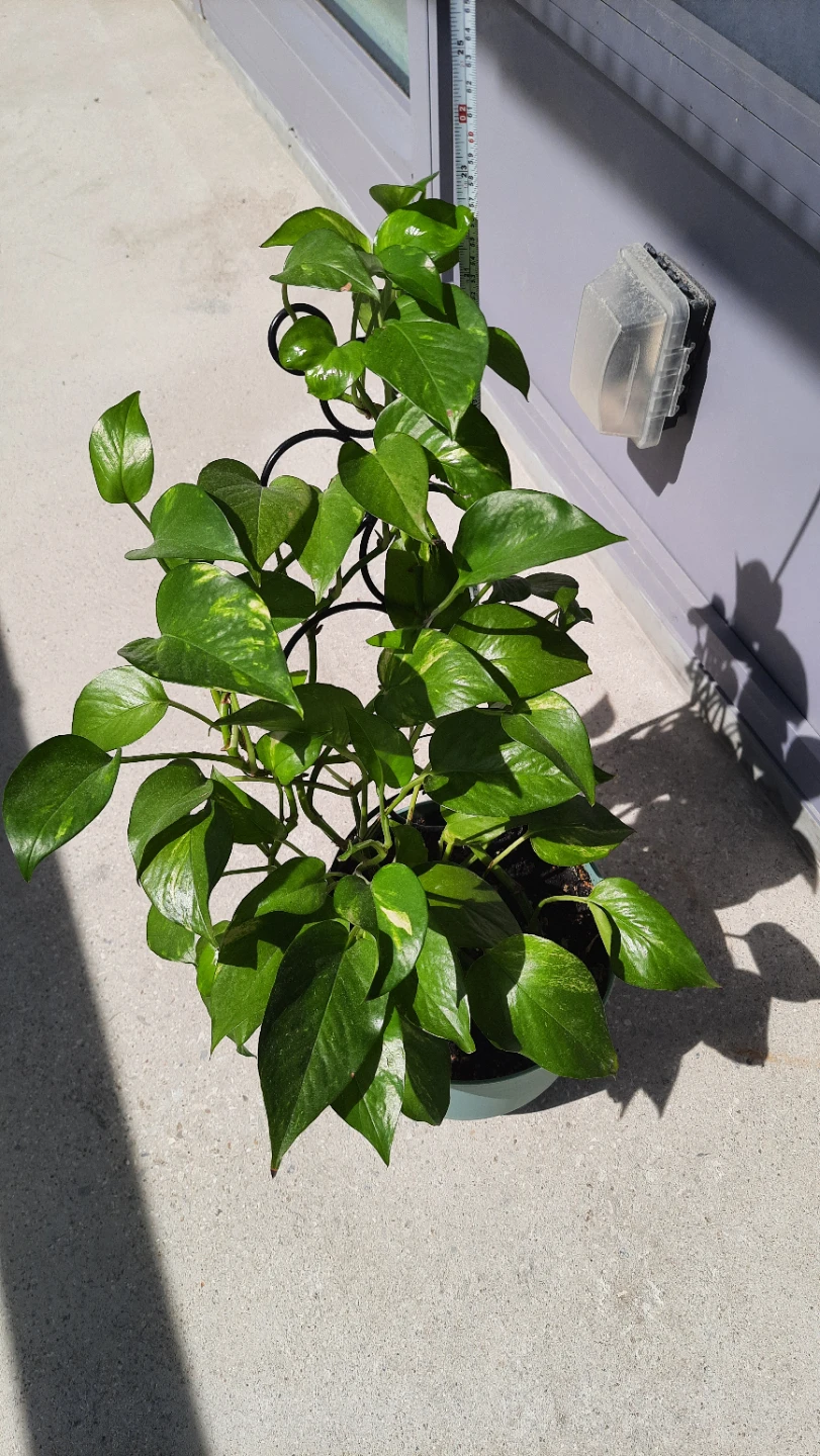2ft. Pothos Plant in Teal Pot with Trellis