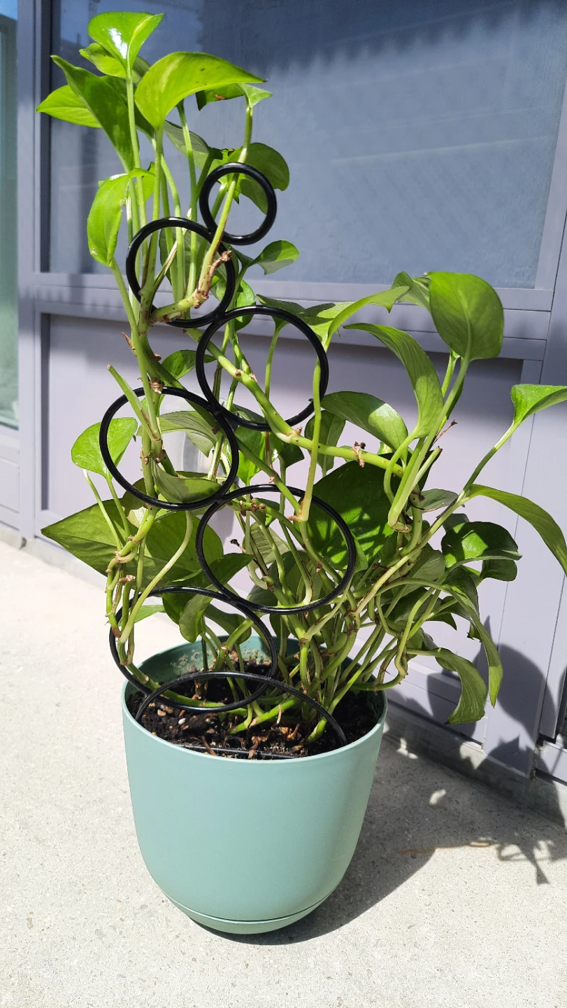 2ft. Pothos Plant in Teal Pot with Trellis - photo 2