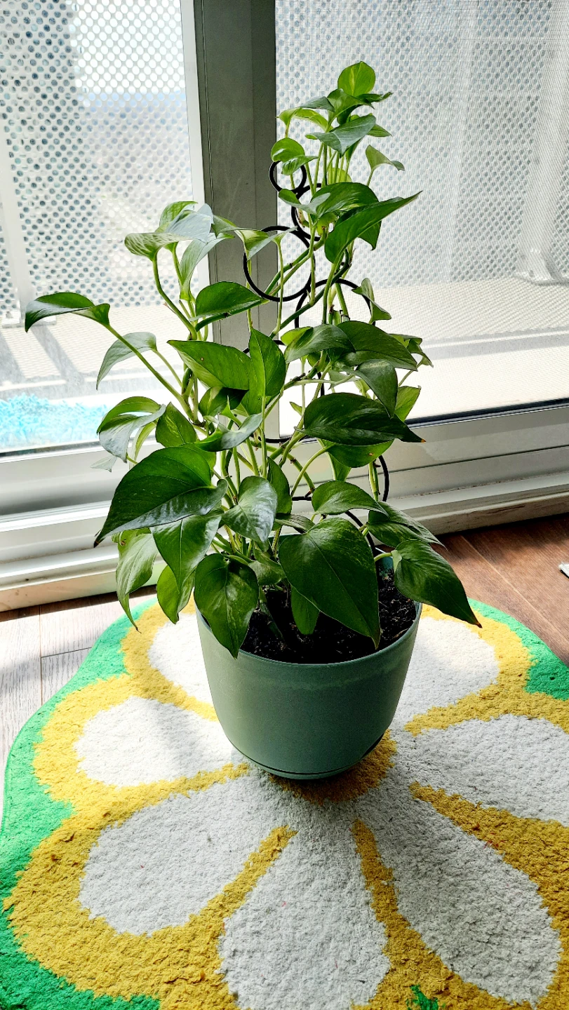 2ft. Pothos Plant in Teal Pot with Trellis - photo 3