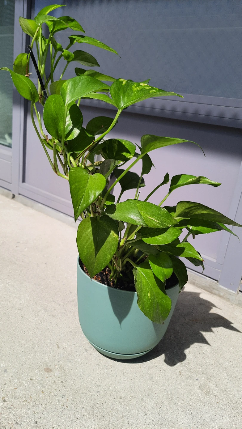 2ft. Pothos Plant in Teal Pot with Trellis - photo 4
