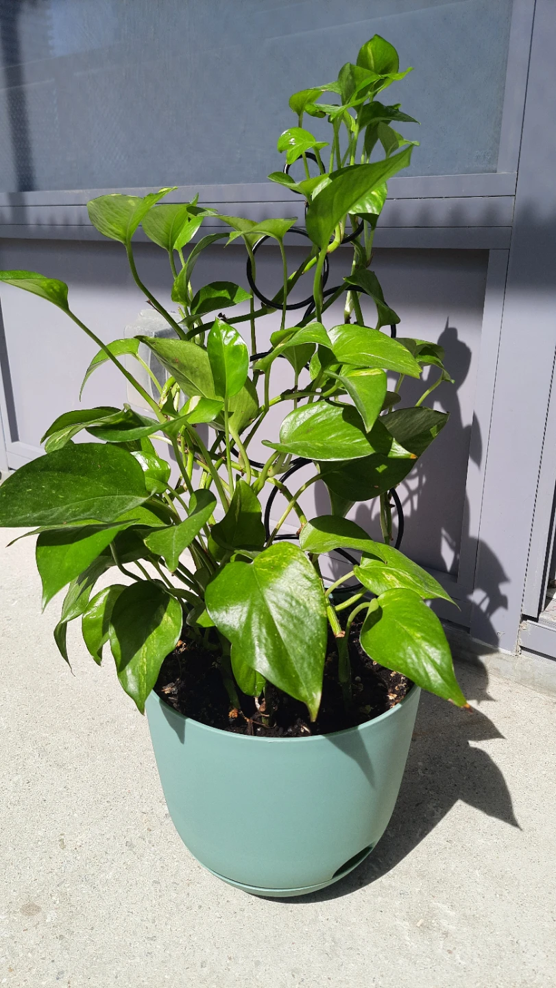 2ft. Pothos Plant in Teal Pot with Trellis - photo 5